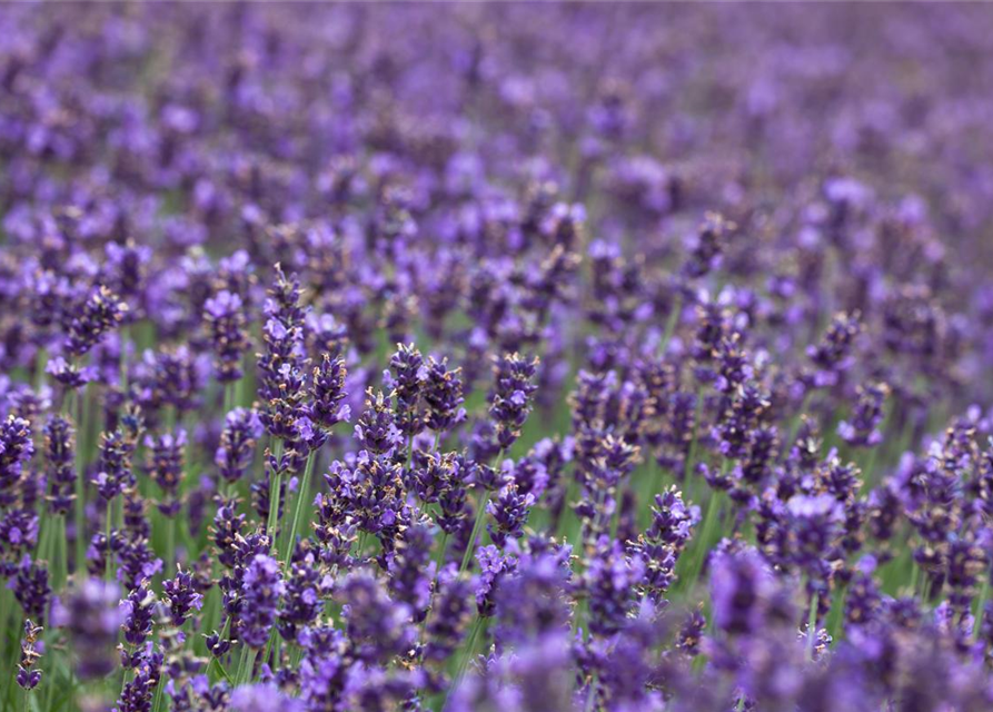 Lavandula Angustifolia Hidcote Blue Echter Lavendel Hidcote Blue