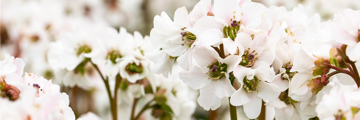 Bergenia cordifolia 'Schneekristall'