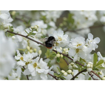 TOP 5 INSEKTENFREUNDLICHE PFLANZEN!