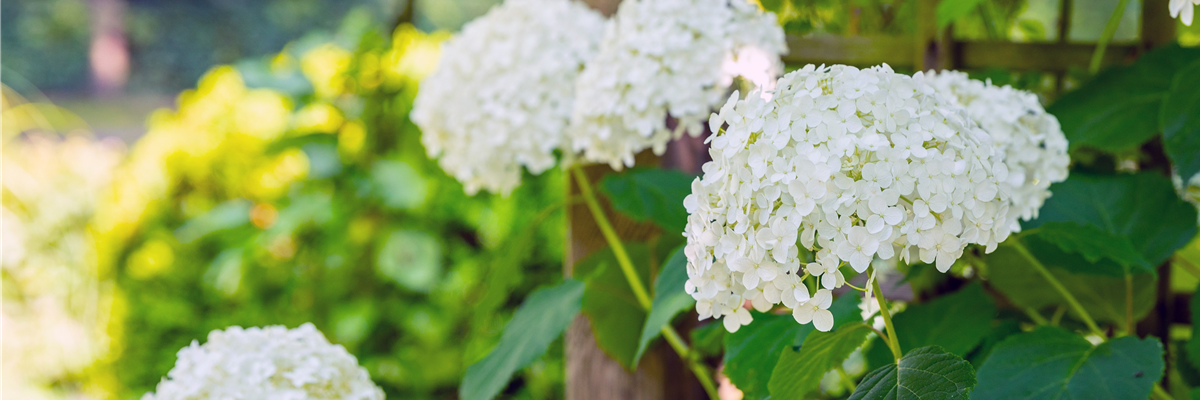 Hydrangea arborescens