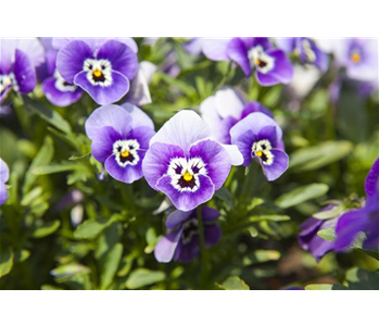 WINTER MIT FRüHLINGSBLUMEN VERTREIBEN