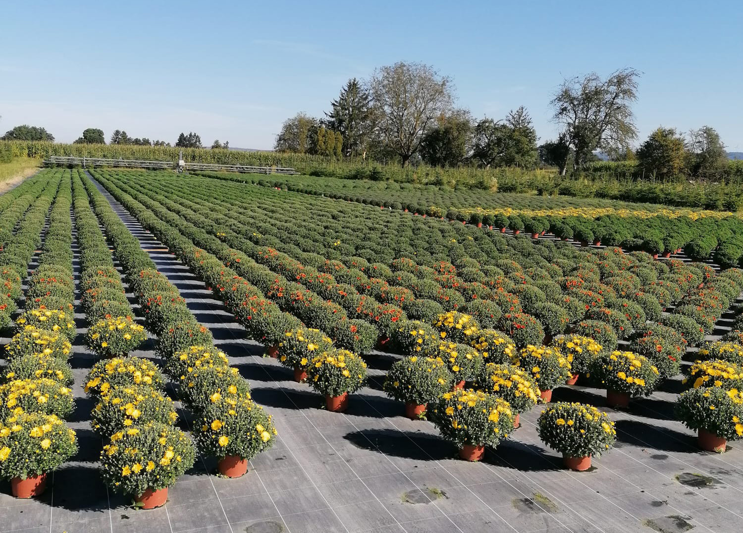 Sauter-Gaertnerei-Beetpflanzen-Balkonpflanzen_Herbstpflanzen.jpg