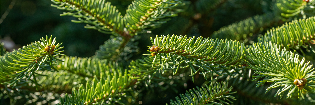 Abies cephalonica 'Meyer´s Dwarf'