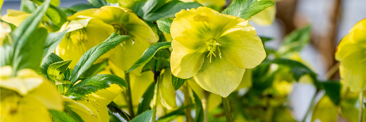 Helleborus hybride 'Wilgenbroek Yellow'