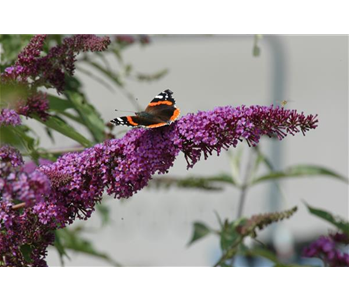 FüR MEHR BIENEN UND SCHMETTERLINGE!