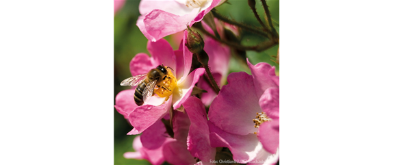 FüR MEHR BIENEN UND SCHMETTERLINGE!