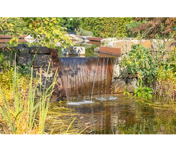 WASSERPFLANZEN FüR DEN GARTENTEICH