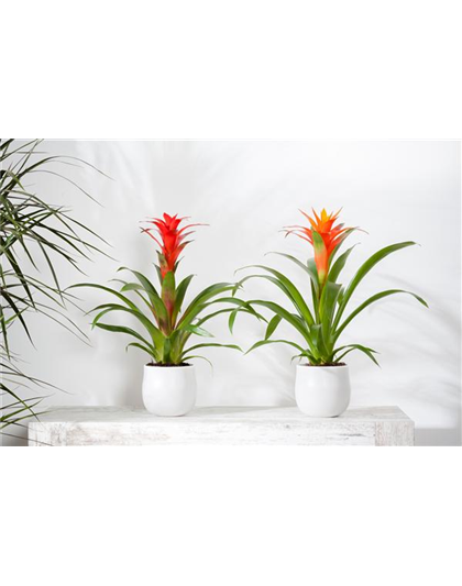 TROPENZAUBER BROMELIEN