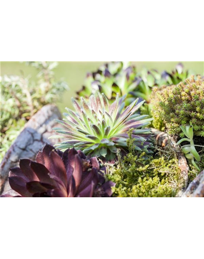 DAS SEMPERVIVUM!