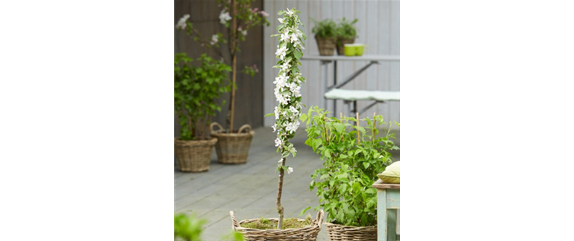 OBSTGARTEN FÜR KINDER