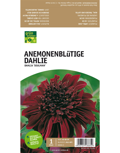 Anemoneblütige Dahlie