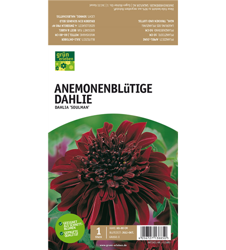 Anemoneblütige Dahlie