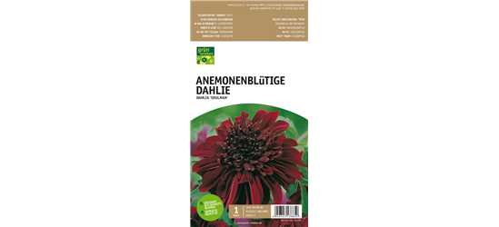 Anemoneblütige Dahlie