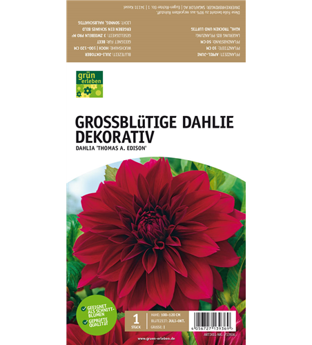 Großblütige Dahlie, Dekorativ