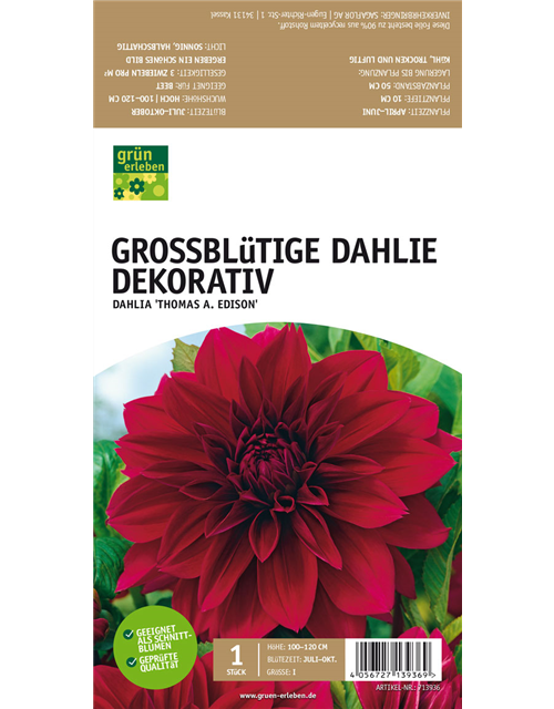 Großblütige Dahlie, Dekorativ