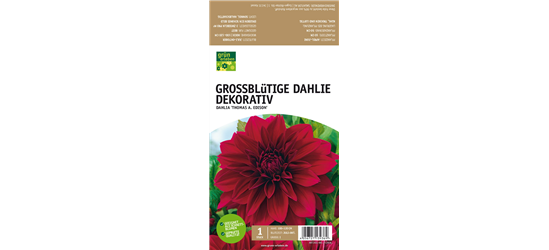 Großblütige Dahlie, Dekorativ