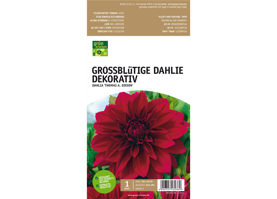 Großblütige Dahlie, Dekorativ