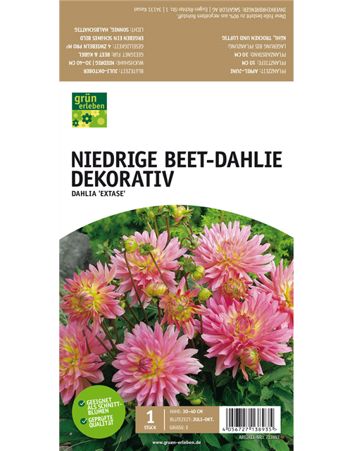 Niedrige Beet-Dahlie, Dekorativ