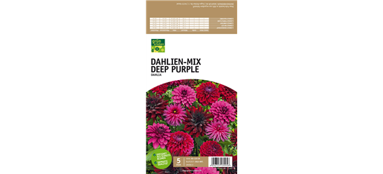 Dahlien-Mix Deep Purple