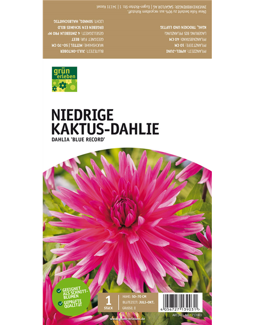 Niedrige Kaktus-Dahlie