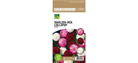 Dahlien-Mix Lollipop