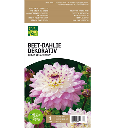 Beet-Dahlie Dekorativ