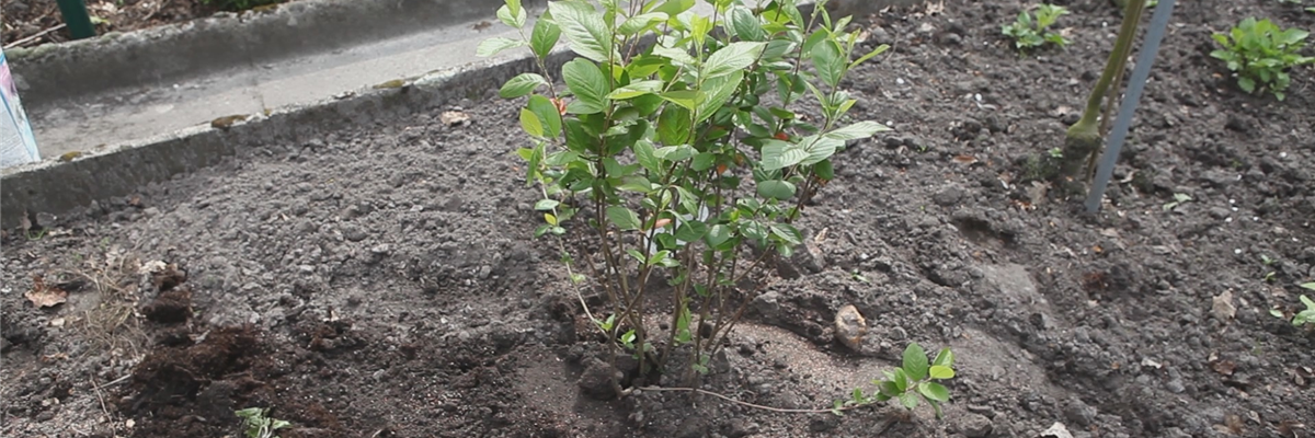 Apfelbeere - Einpflanzen im Garten (thumbnail)