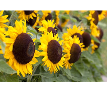 DIE TOP 8 DER HERBSTBLUMEN