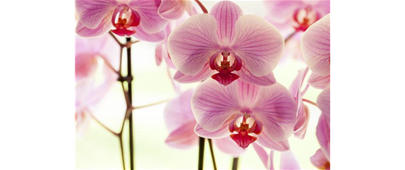 ORCHIDEEN FüR ANFäNGER UND PROFIS