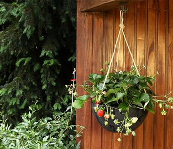 Erdbeeren - Ampel Bepflanzen