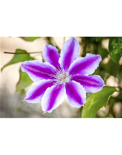 CLEMATIS!