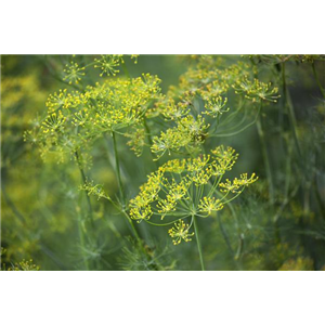 WAS WÄRE DER KRÄUTERGARTEN OHNE FRISCHE KRÄUTER?