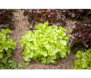 DA HABEN WIR DEN SALAT