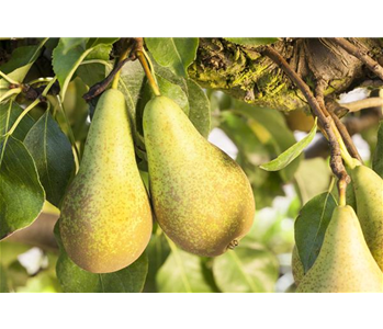 OBSTGARTEN FÜR KINDER