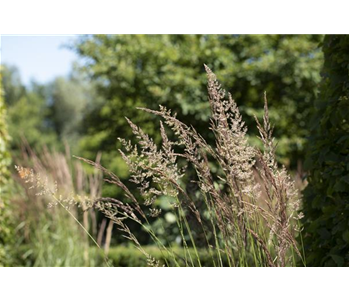 WIE GRäSER DEN GARTEN AUFWERTEN