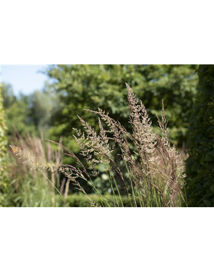 WIE GRäSER DEN GARTEN AUFWERTEN