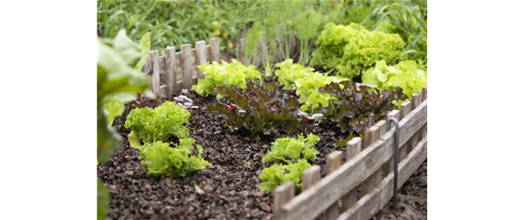 DER GEMüSEGARTEN!