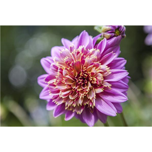 DAHLIEN - BLüHWUNDER IM HOCHSOMMER