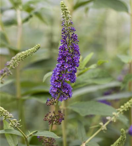 Buddleja davidii 'Empire Blue'