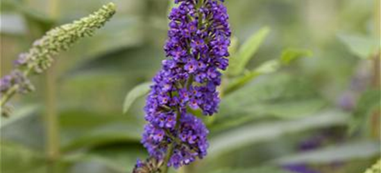 Buddleja davidii 'Empire Blue'