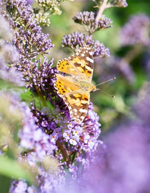 Buddleja davidii 'Empire Blue'