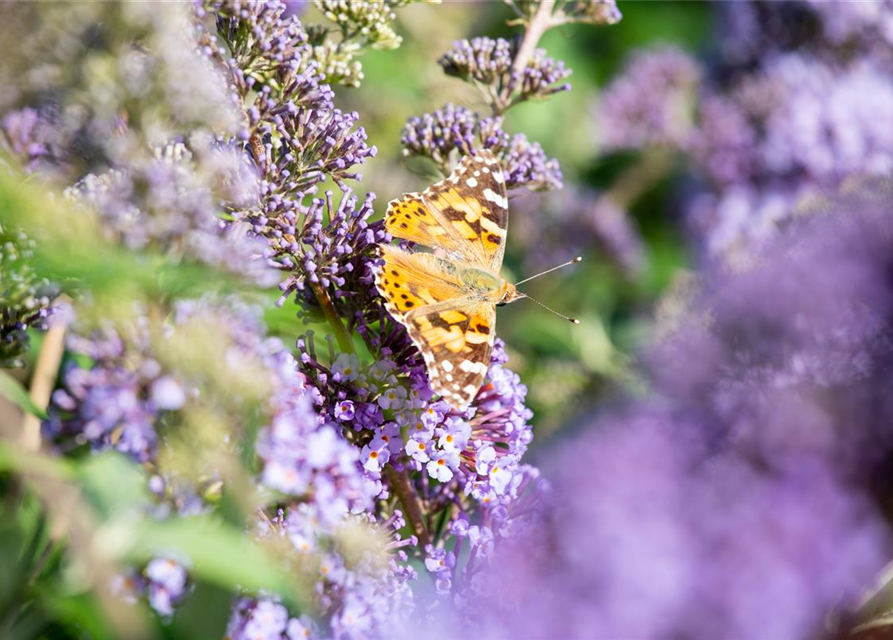 Buddleja davidii 'Empire Blue'