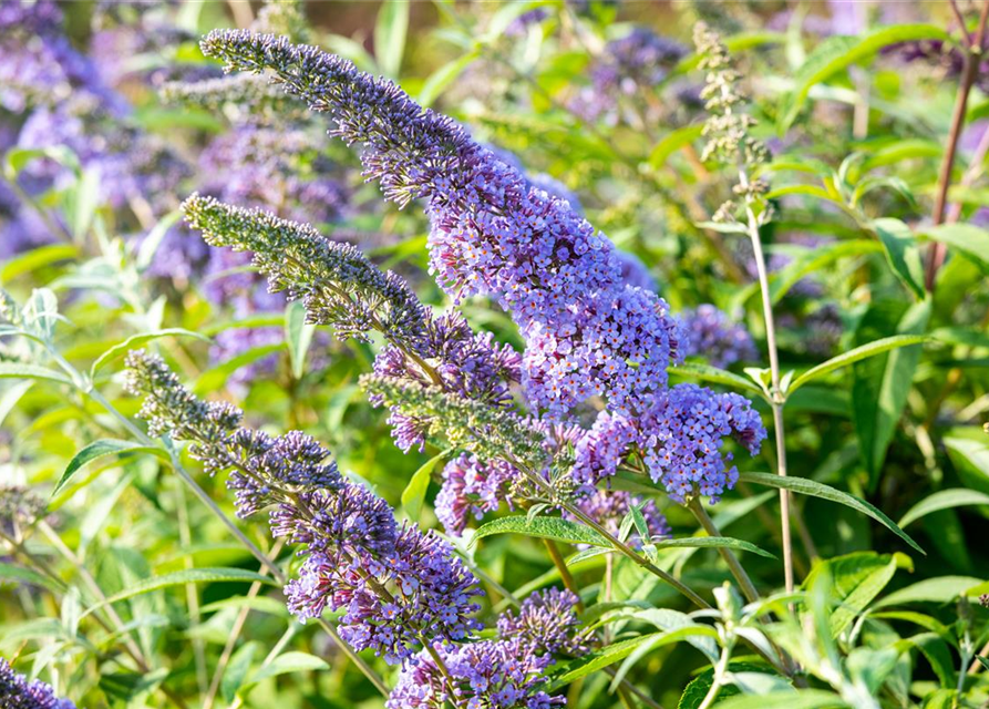 Buddleja davidii 'Empire Blue'