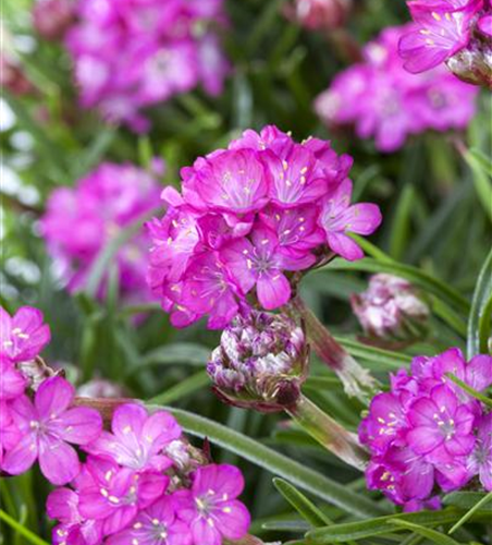 Armeria maritima