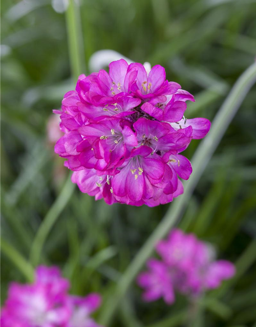 Armeria maritima