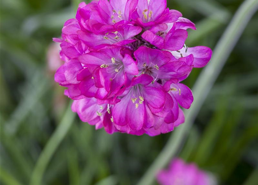 Armeria maritima