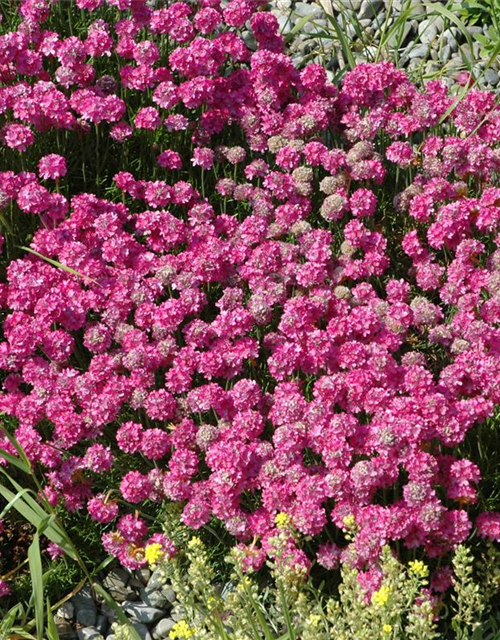 Armeria maritima