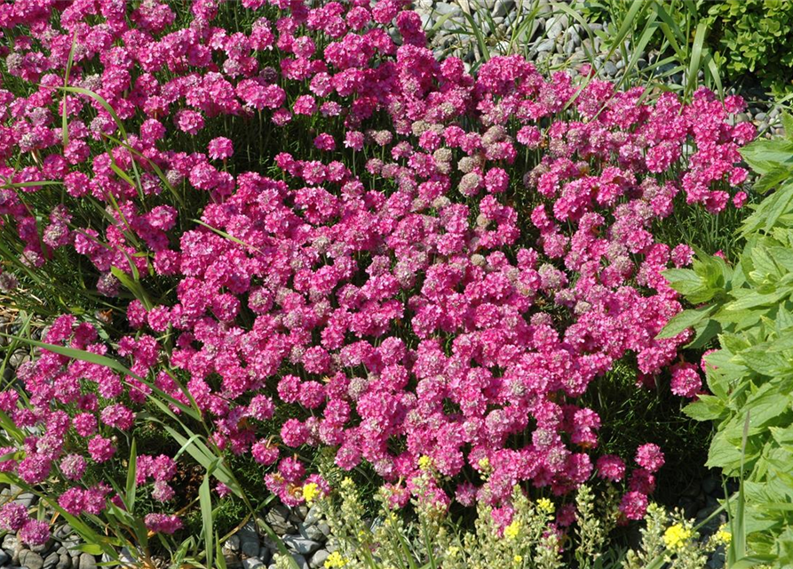 Armeria maritima