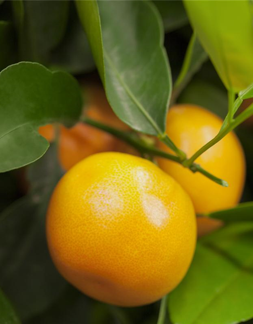 Citrus sinensis