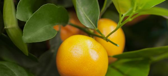 Citrus sinensis